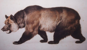 2007_Monterey_Bear_image_cropped